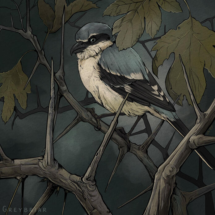 Northern Shrike - House of Thorns