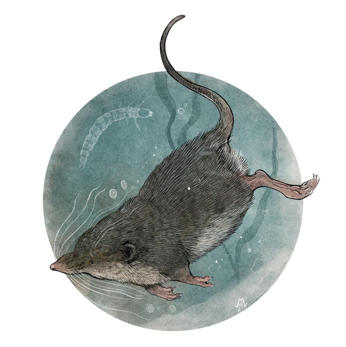 Water Shrew